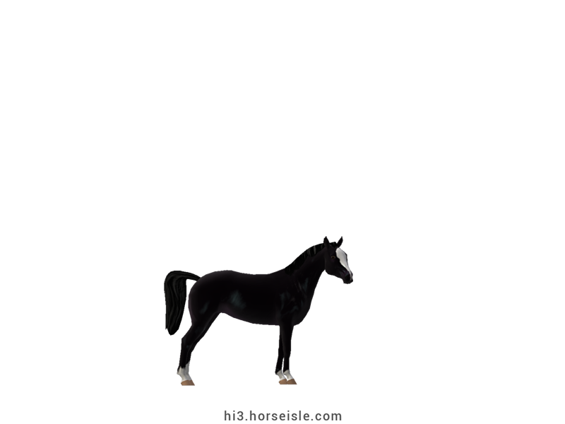 American Miniature Horse Ebony Black Coat